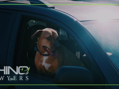 What if Your Pet Gets Injured in a Car Crash?
