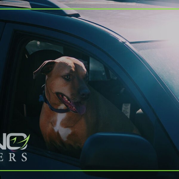 ¿Qué pasa si su mascota resulta herida en un accidente de tráfico?