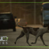 What If an Animal Causes Your Car Accident in Florida?