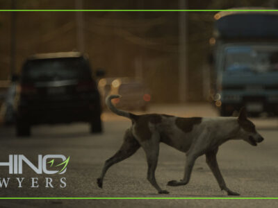 What If an Animal Causes Your Car Accident in Florida?